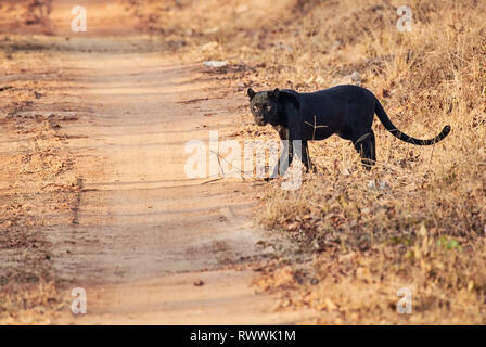 the elusive Black panther, melanistic  Indian leopard, (Panthera pardus fusca), Kabini, Nagarhole Tiger Reserve, Karnataka, India Stock Photo