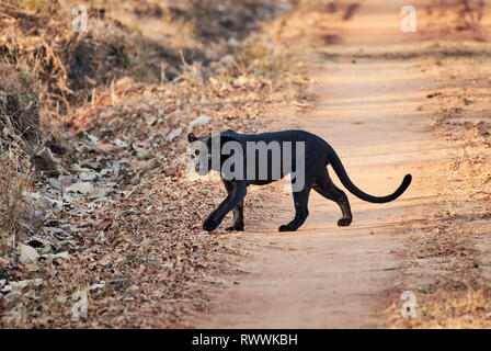 the elusive Black panther, melanistic  Indian leopard, (Panthera pardus fusca), Kabini, Nagarhole Tiger Reserve, Karnataka, India Stock Photo