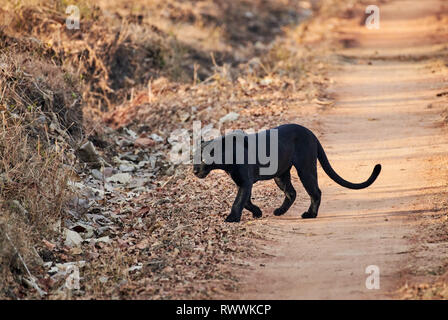 the elusive Black panther, melanistic  Indian leopard, (Panthera pardus fusca), Kabini, Nagarhole Tiger Reserve, Karnataka, India Stock Photo