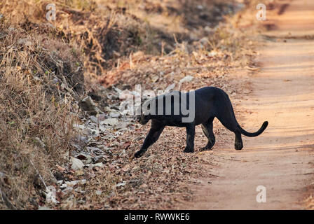 the elusive Black panther, melanistic  Indian leopard, (Panthera pardus fusca), Kabini, Nagarhole Tiger Reserve, Karnataka, India Stock Photo