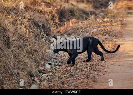 the elusive Black panther, melanistic Indian leopard, (Panthera pardus ...