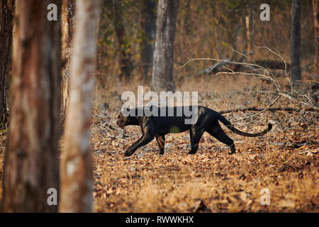 the elusive Black panther, melanistic  Indian leopard, (Panthera pardus fusca), Kabini, Nagarhole Tiger Reserve, Karnataka, India Stock Photo