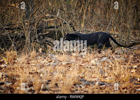 the elusive Black panther, melanistic  Indian leopard, (Panthera pardus fusca), Kabini, Nagarhole Tiger Reserve, Karnataka, India Stock Photo