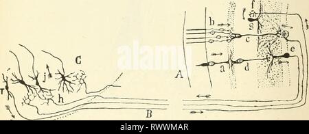 Illustration of the internal oblique muscles Stock Photo: 126901085 - Alamy