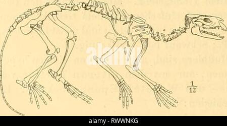 Elemente der paläontologie bearbeitet (1890) Stock Photo