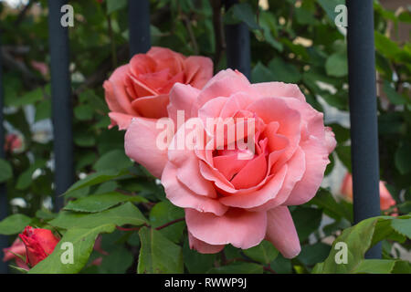 Close up view of two opened buds of pink roses in a garden. Stock Photo