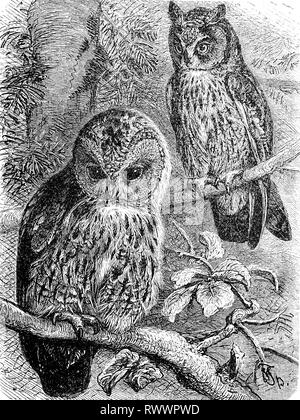 Digital improved reproduction, tawny owl or brown owl, Strix aluco and long-eared owl, Asio otus, original woodprint from th 19th century Stock Photo