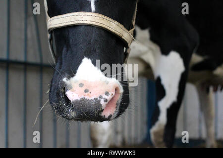 Cow on the farm with veterinary tags in the ears is in the pen animal Stock Photo