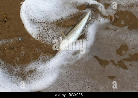 Whiting (Merlangius merlangus) washed ashore Stock Photo