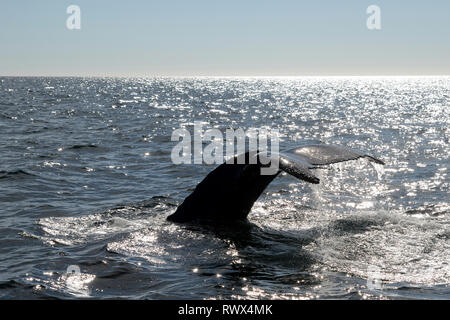 Aerial view of a humpback whale tail breaching the deep blue ocean ...