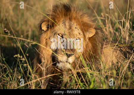 Male lion, Kidepo Valley National Park, Uganda Stock Photo