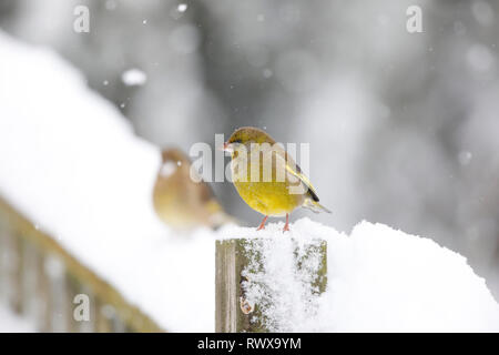European Greenfinch, Carduelis chloris,on a snow covered fence, Wales,uk Stock Photo