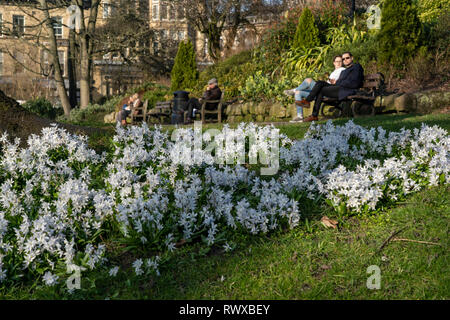 A grassy bank in a public garden with clusters of small white spring flowers with tourists sat on wooden benches, Harrogate, North Yorkshire.. Stock Photo