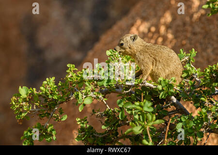 Common Rock Hyrax - Procavia capensis, small mammal from African hillls and mountains, Namibia. Stock Photo