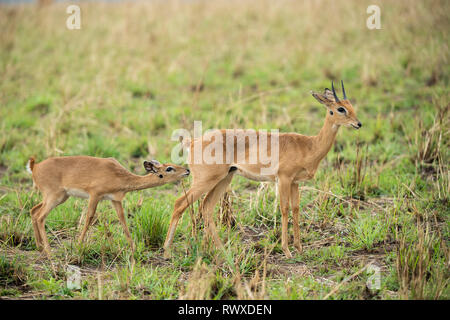 Oribi, Ourebia ourebi, Kidepo Valley National Park, Uganda Stock Photo