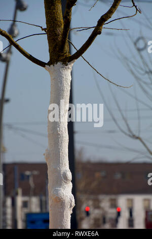 white tree guard paints on a young tree in the city area with red shining traffic lights in background, tree trunk is painted with white tree paint Stock Photo