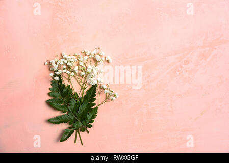 Gypsophila and fern on pastel pink background Stock Photo
