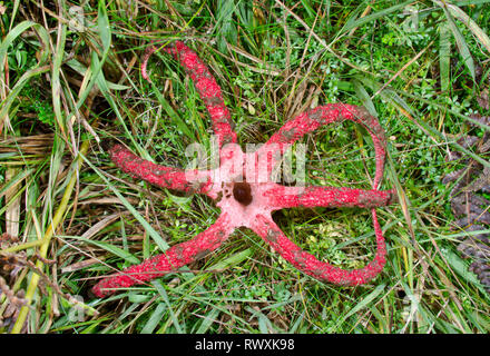 Devil's Fingers or Octopus Stinkhorn Fungus (Clathrus archeri). Sussex, UK Stock Photo