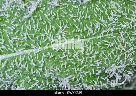Frozen in Time, Ice Crystals on Leaf. Sussex, UK Stock Photo