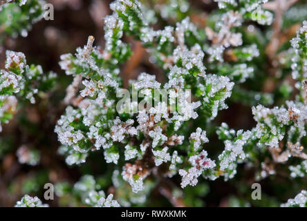 Ice Crystals on Leaf. Sussex, UK Stock Photo
