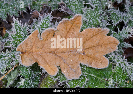 Icy Oak Leaf, Frozen Fallen Leaf Quercus. Sussex, UK Stock Photo