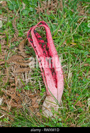 Devil's Fingers or Octopus Stinkhorn Fungus ( Clathrus archeri ). Sussex, UK Stock Photo