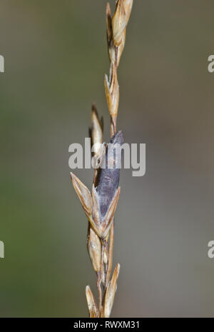 Poisonous Ergot Fungus (Claviceps purpurea). Sussex, UK Stock Photo