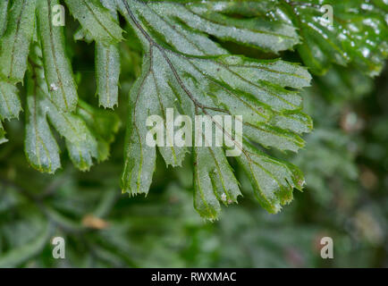 Rare Tunbridge Filmy Fern Frond One Cell Thick ( Hymenophyllum tunbrigense ), Hymenophyllaceae. Sussex, UK Stock Photo