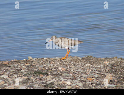 redshank tringa totanus feeding in shallow water Stock Photo