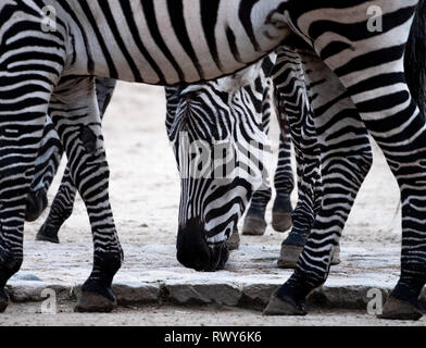 Berlin, Germany. 07th Mar, 2019. Three zebras stand in their grounds at Berlin Zoo. Credit: Monika Skolimowska/dpa-Zentralbild/dpa/Alamy Live News Stock Photo