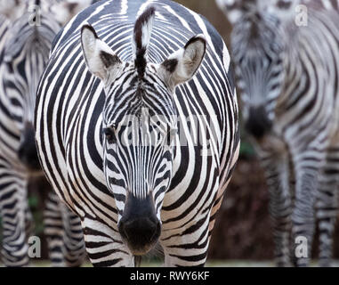 Berlin, Germany. 07th Mar, 2019. Three zebras stand in their grounds at Berlin Zoo. Credit: Monika Skolimowska/dpa-Zentralbild/dpa/Alamy Live News Stock Photo