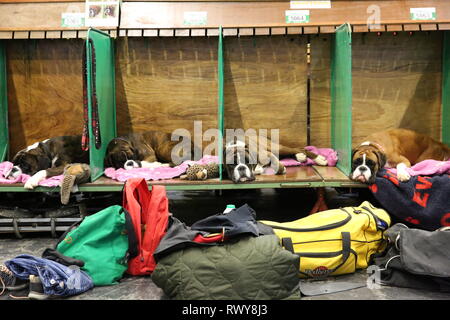 Birmingham, UK. 8th Mar, 2019. Four Boxers rest on the second day of Crufts 2019 Credit: ️Jon Freeman/Alamy Live News Stock Photo