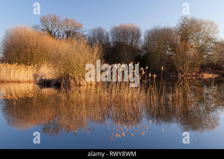 Barton-upon-Humber, Lincolnshire, UK. 8th March, 2019. UK Weather: A beautiful start to the day at a Lincolnshire Wildlife Trust Nature Reserve, after a cold night. Barton-upon-Humber, North Lincolnshire, UK. 8th March 2019. Credit: LEE BEEL/Alamy Live News Stock Photo