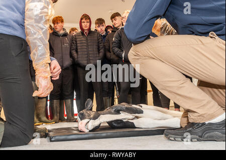 Clonakilty, West Cork, Ireland. 8th March, 2019. Gavin Crowley from Skibbereen attended the Darrara Agricultural College Open Day and was invited by teacher James Daunt to assist a Veterinary Simulator cow to give birth. Darrara is the only agricultural college in Ireland to have a simulator. Credit: Andy Gibson/Alamy Live News. Stock Photo