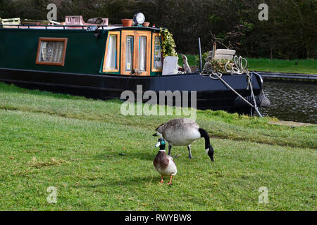 Canada goose and duck with a narrowboat in the background on a sunny morning at The Grand Union Canal Buckinghamshire Hertfordshire Border England UK 8 March 2019 Stock Photo Alamy