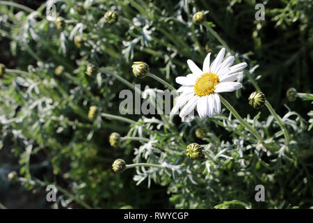 A single open large daisy in a group of closed daisies Stock Photo