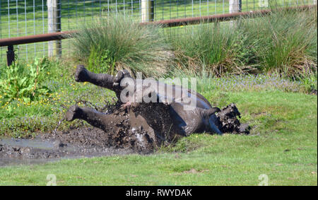 White Rhino wallowing in the mud at Africa Alive Wild Animal Park, Kessingland, Suffolk, UK Stock Photo