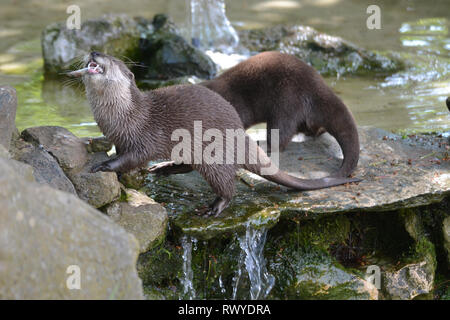 Asian Small-clawed Otters feeding at Africa Alive, Wild Animal Park, Kessingland, Suffolk, UK Stock Photo