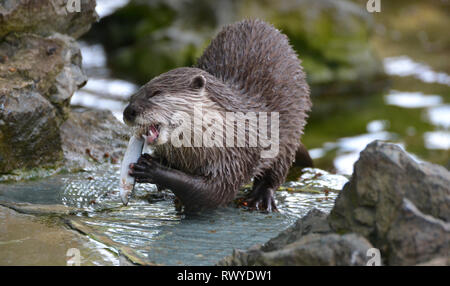 Asian Small-clawed Otters feeding at Africa Alive, Wild Animal Park, Kessingland, Suffolk, UK Stock Photo