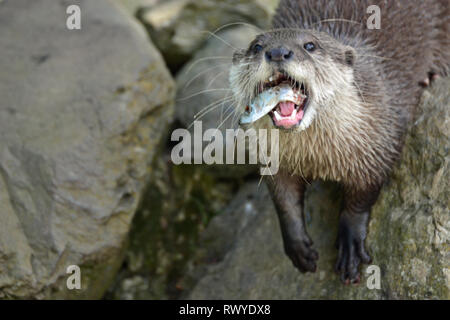 Asian Small-clawed Otters feeding at Africa Alive, Wild Animal Park, Kessingland, Suffolk, UK Stock Photo