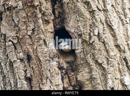 Eurasian Nuthatch (Sitta europaea) looking out of a hole in a tree in Winter in West Sussex, England, UK. Stock Photo