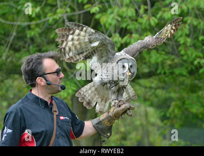 Great Grey Owl in the birds of prey flyling display at Africa Alive, Wild Animal Park, Kessingland, Suffolk, UK Stock Photo