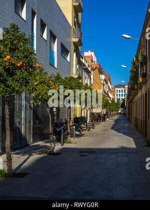 Orange trees growing on narrow street in Poble Nou district of Barcelona, Catalonia, Spain, Europe Stock Photo