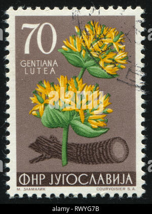 RUSSIA KALININGRAD, 12 NOVEMBER 2016: stamp printed by Yugoslavia, shows Gentian, circa 1955 Stock Photo