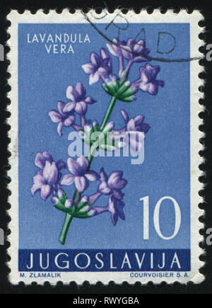 RUSSIA KALININGRAD, 12 NOVEMBER 2016: stamp printed by Yugoslavia, shows lavender, circa 1959 Stock Photo