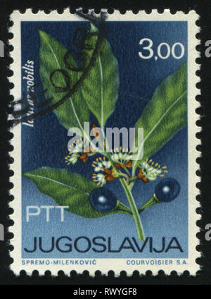 RUSSIA KALININGRAD, 12 NOVEMBER 2016: stamp printed by Yugoslavia, shows Laurel, circa 1967 Stock Photo