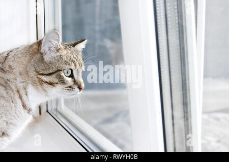 Tabby male cat looks out the window with interest. Portrait of Tabby cat on windowsill. Cat wants to walk outside on a sunny day Stock Photo