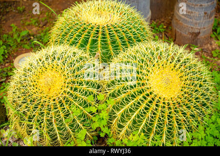 Closeup view of green Golden Barrel Cactus or Echinocactus grusonii, texture Stock Photo