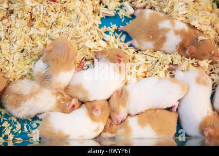 Cute innocent baby brown and white Syrian or Golden Hamsters sleeping on sawdust material bedding. Pet care, love, rodent animal farming, human friend Stock Photo