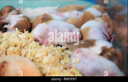 Cute innocent baby brown and white Syrian or Golden Hamsters sleeping on sawdust material bedding. Pet care, love, rodent animal farming, human friend Stock Photo